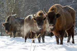 U kaliningradskoj regiji će se zabraniti bison U kaliningradskoj regiji će se zabraniti bison